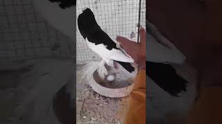 fancy pigeon | kabotar | #kabotar #pigeon #pigeonracing #kabootarbazi