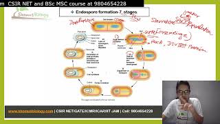 Bacterial endospore formation