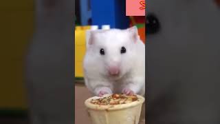 Hamster 🐹 snack!!🍓🥭🥑