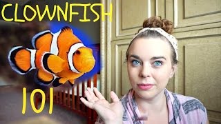 CLOWNFISH 101 | Basic Care