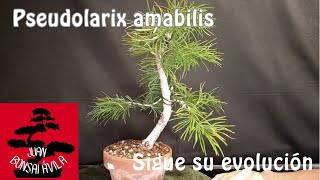 Pre bonsai pseudolarix amabilis, falso alerce, pinzado y colocación de ramas #bonsai