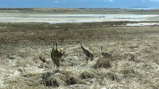 Beluga Slough:  Defending the Territory