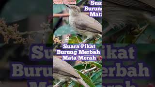 Suara Pikat Burung Merbah Mata Merah