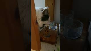 Coconut the cat •⩊• is eating