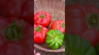 Harvesting Bell Pepper and Tomatoes