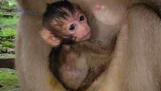 🙈Newborn baby monkey Rainbow with young mother so adorable😚