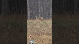 Coyote Gets Bamboozled! #foxpro #coyote #hunting #shorts