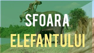 Sfoara Elefantului - o poveste despre propriile limitări