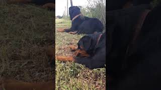 Rottweilers vs Pressa canario