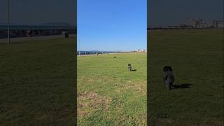 Miniature Schnauzer Off Leash Play