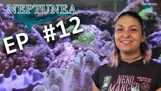 NEPTUNEA Vlog EP12 - Nourrir vos coraux