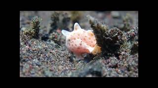 Tiny #frogfish from #Tulamben