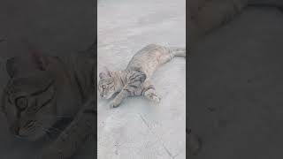 Cute cat video#trendingshorts#ytshorts