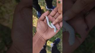 Silkworm | रेशमी का कीड़ा 🐛... #shorts #sericulture