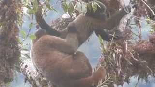 Woolly Monkeys playing in our Rio Zunac Reserve (segment 21)