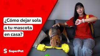 ¿Cómo dejar sola a tu mascota en casa?