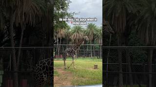 Nehru Zoological park | tiger, lion, wildlife zoo #shorts #animals