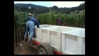 Bartolucci Vineyards Harvest