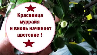 Красавица муррайя -  и вновь начинает цветение , поднимая настроение !