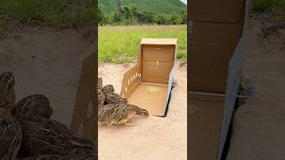 New Trap - Quail Trap #shorts