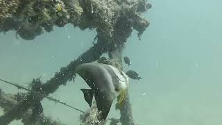 Artificial Reef   Teira batfish