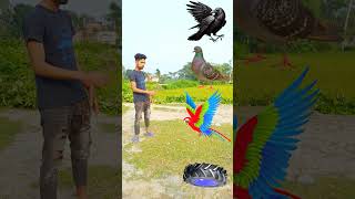 Tractor wheel🚜 to parrot pingen crow peacock 🦚 #shortsfeed_ #viralvideos #shortvideos #short