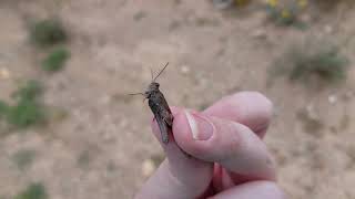 Pallid-Winged Grasshopper With Melanism?