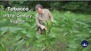 Tobacco Cultivation in 17th Century Virginia