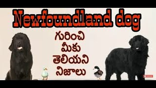 Newfoundland Dog facts In Telugu | Taju Logics