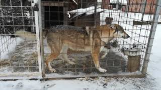 Czechoslovakian Wolfdog "Vanya Lupi del Montale" Kennel (Kuryak of Stellaburg)