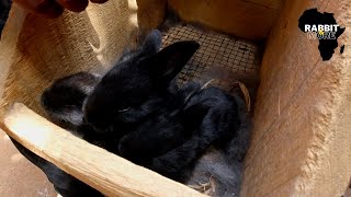 Pure Breed Genetics vs Local Breed || Rabbit Farming in Ghana