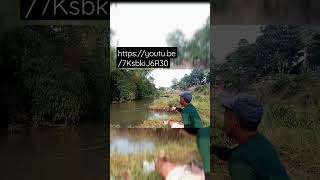 Segini Udah Babon Di Sungai Daerah Sini || Mancing Bader #shorts