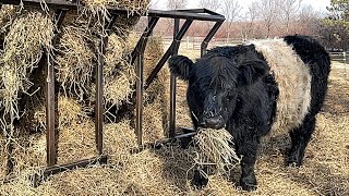 Belted Galloway Feeding Time (Slo-Mo) Belted Galloway Homestead