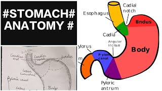 stomach of anatomy part -1