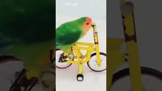 parrot