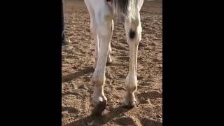 look at this horse baby Best Animals compilation 2021| #shorts | Top Viral Animal Videos