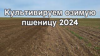 Культивируем озимую пшеницу. Выпирание. Сеем горох по дисковке. Сеем яровой ячмень 2024