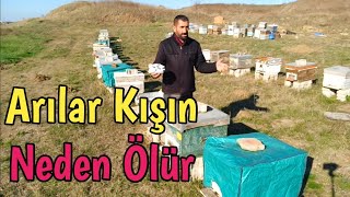 Kışın Arıyı Öldüren Sebepler Ve Varroa Detaylı Anlatım