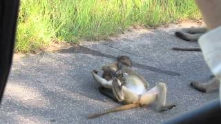 Baboon youngsters playing Kruger Park 19 feb 2013