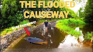 Catching Australian Rainbow Fish For My Aquarium After Flood!