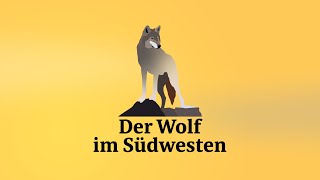 Kurz erklärt: Der Wolf in der Region