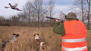 Hunting Serbia - Lov fazana - Lovište Kamenica Topola - LU Karađorđe | Pheasant hunting - FULL VIDEO