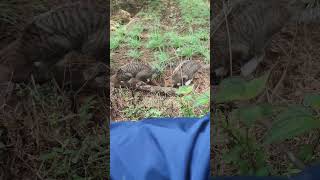 Makan Nasi Liwet di Tengah Hutan Bersama 2 Kucing Lucu