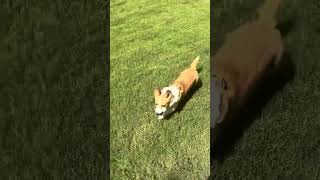 #corgi has her own little yard #pets #dogs #corgis