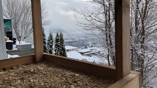 Backyard Bird Feeder Cam British Columbia