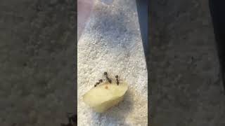 Funnel ants eat an apple