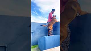 Rate my boy 🔥 | belgian Malinois | tamil pet status | dog pet status | #status