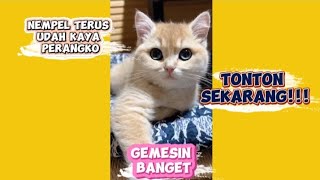 Kucing lucu: Makhluk bumi termanja 😽