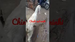 Goat babies||bakri ke bache||Goat Babies and farming