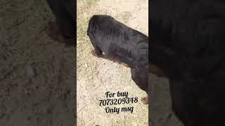 Rottweiler | Rottweiler male for sale |